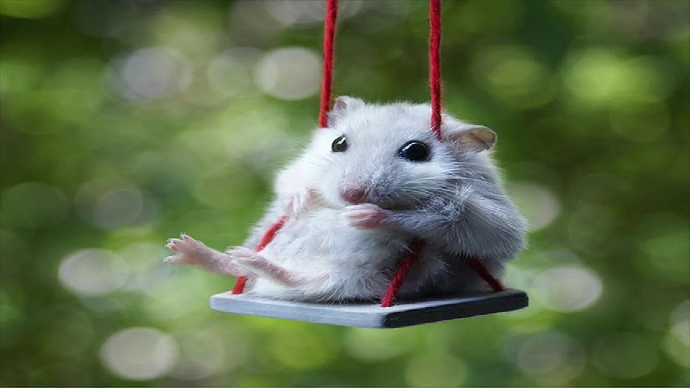 ham